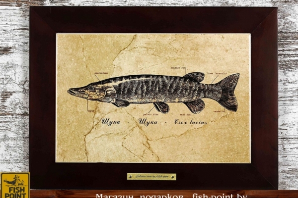 Картина "ЩУКА" серия "Сабанеев"